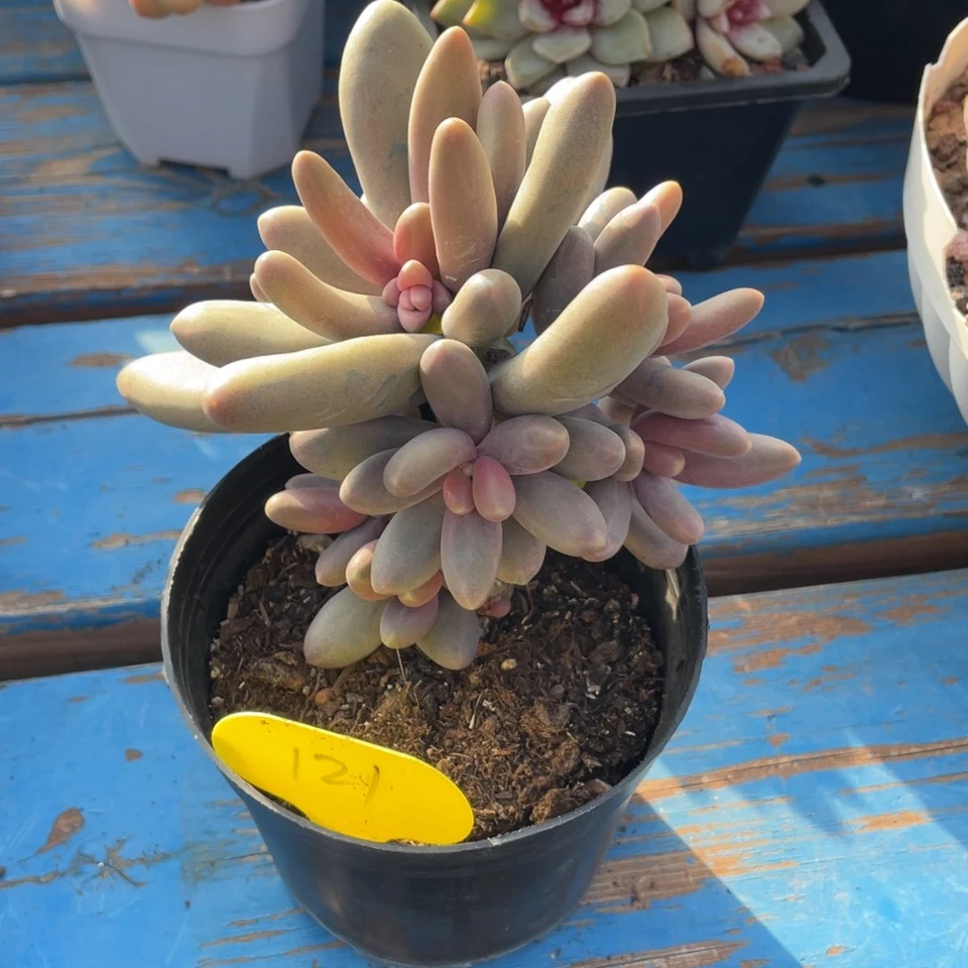 霸***花糖果美人群生一个121