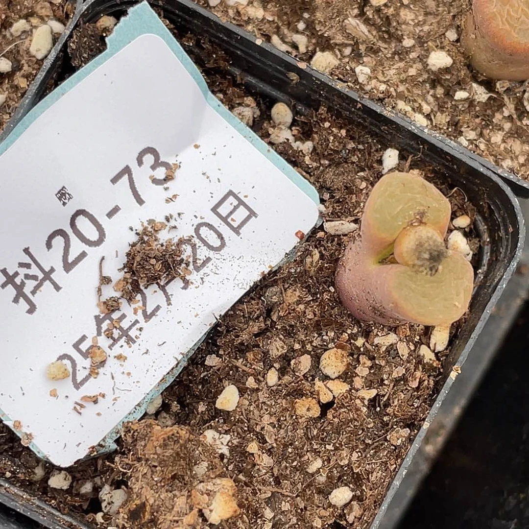 李****)20-73肉锥多肉植物