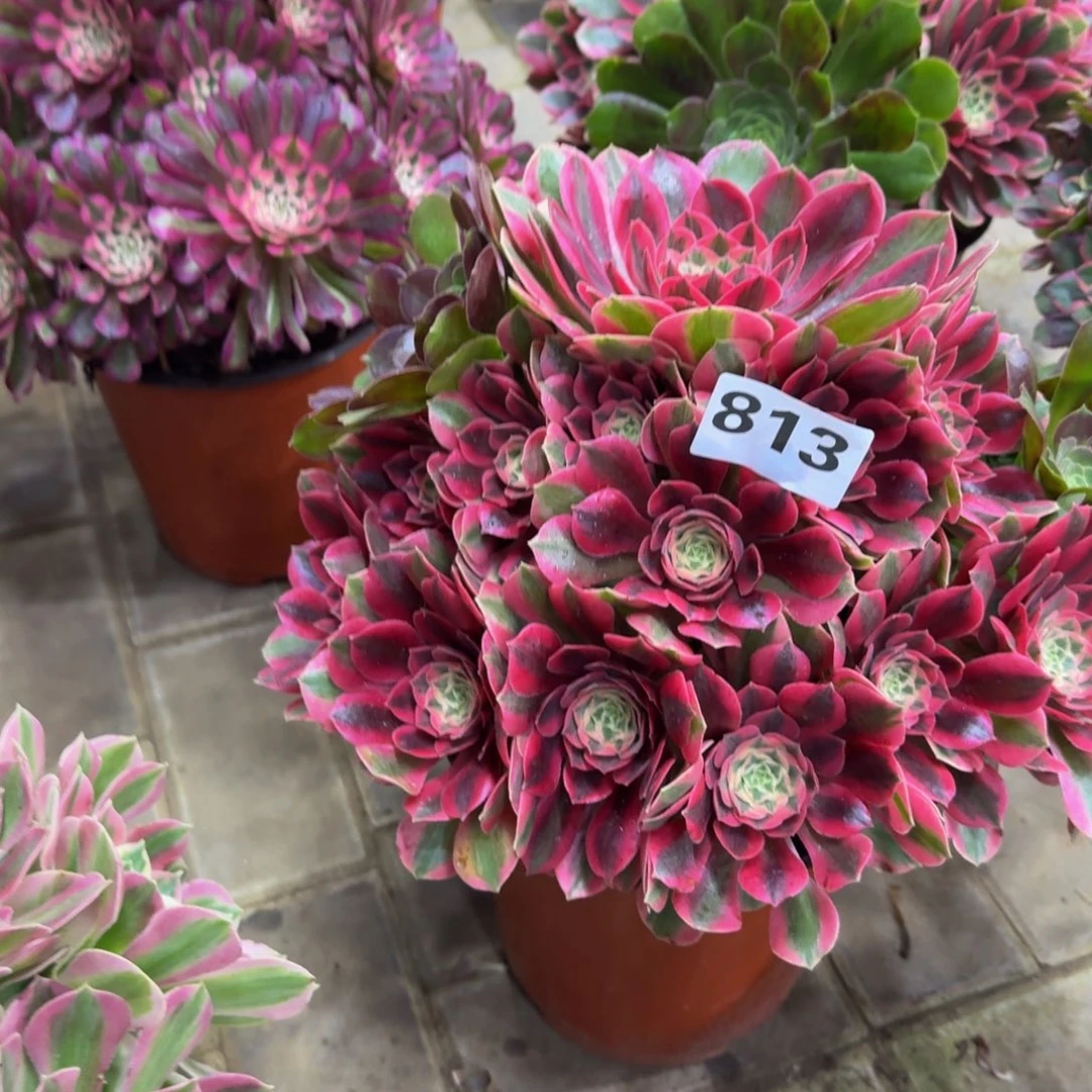 多肉植物813粉女妖