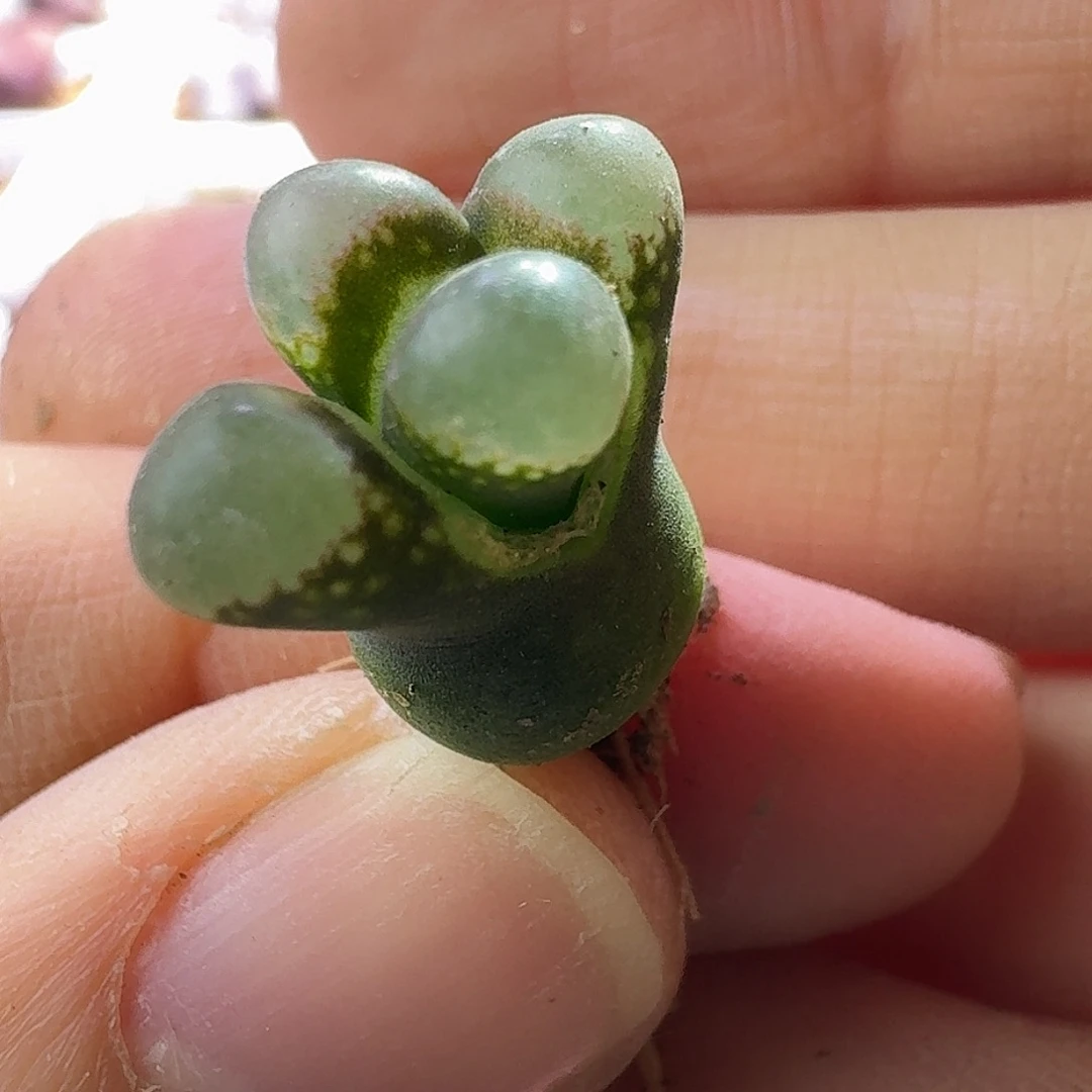 73号单头1802.1黑眼豆豆1.4