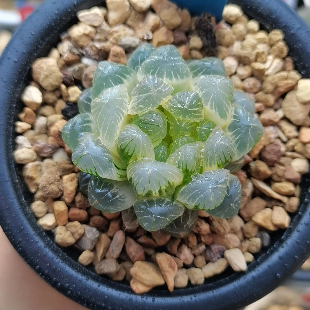 75号实生白糊斑玉露锦一物一拍带盆土发货