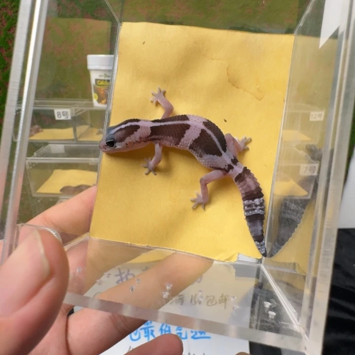 肥尾守宫高白奥利奥，0元起！