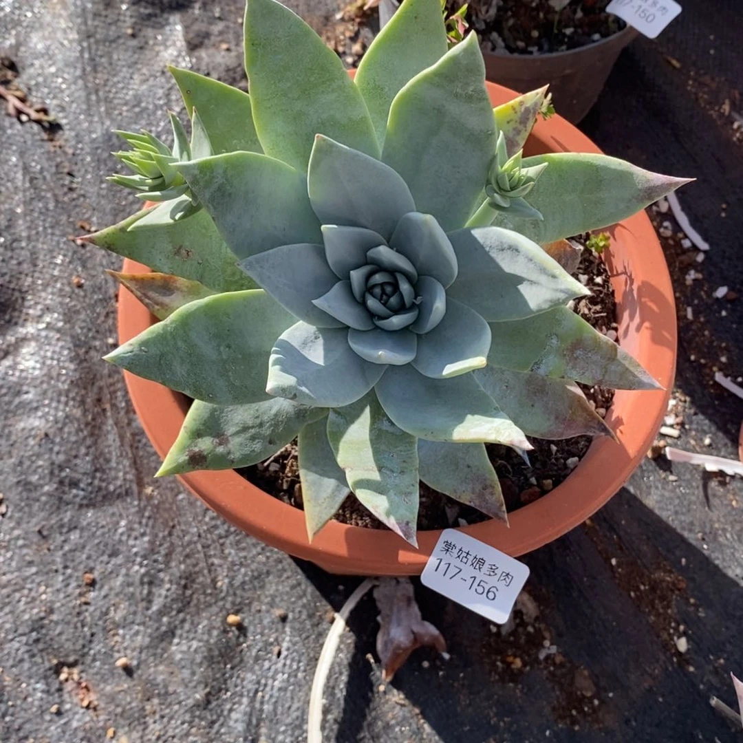 156号普西大花朵y