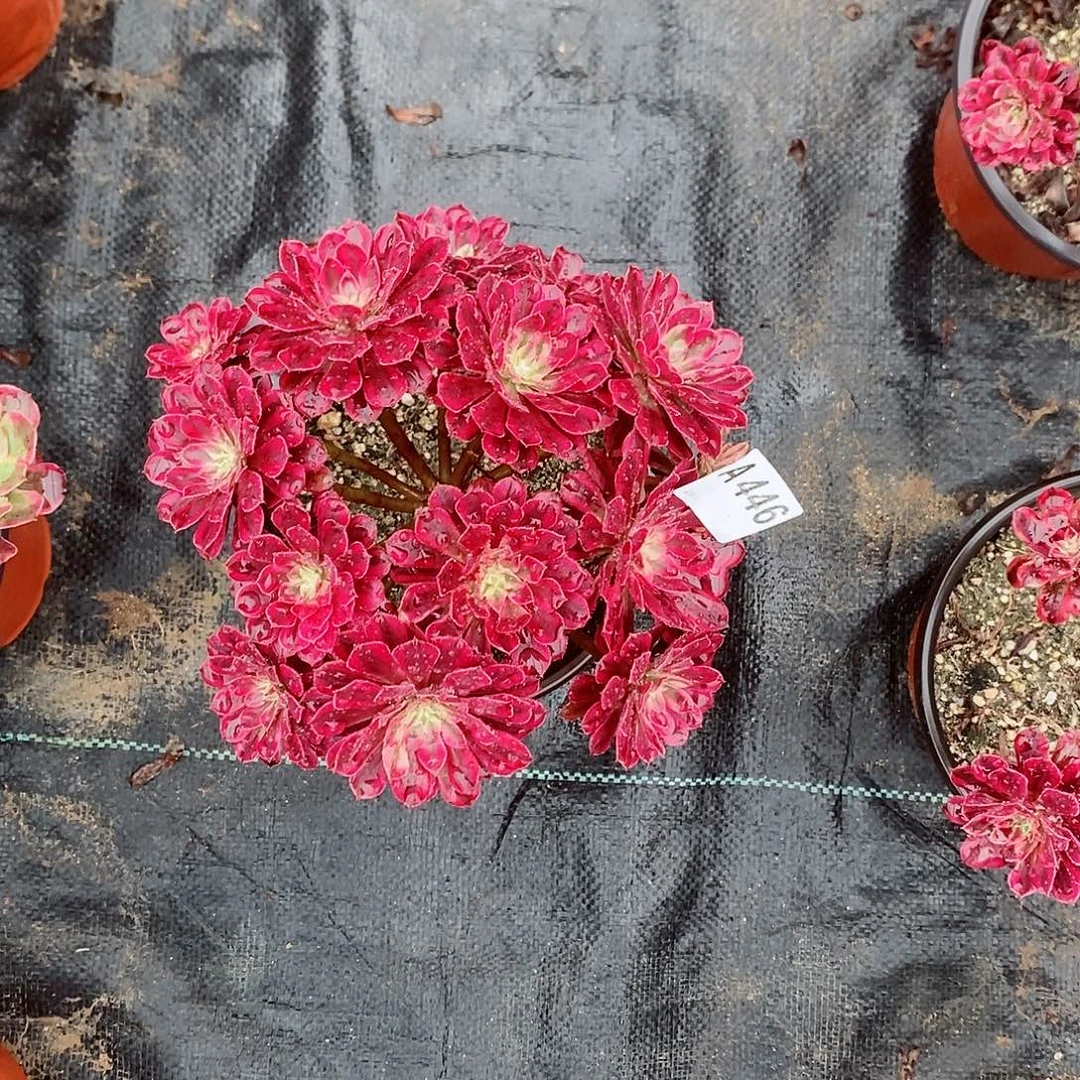 黑铜白446多肉1111小棵