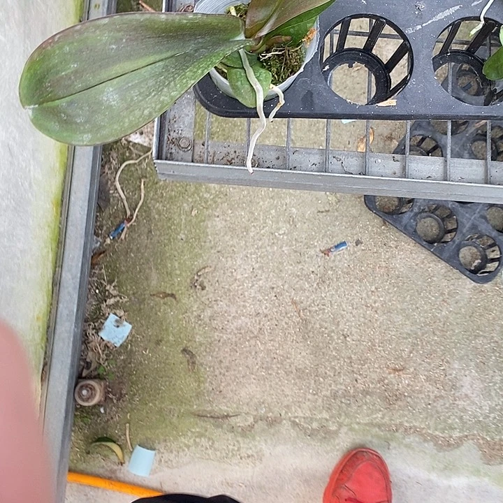 当前无花栽培后可以开花带锦黑玫瑰