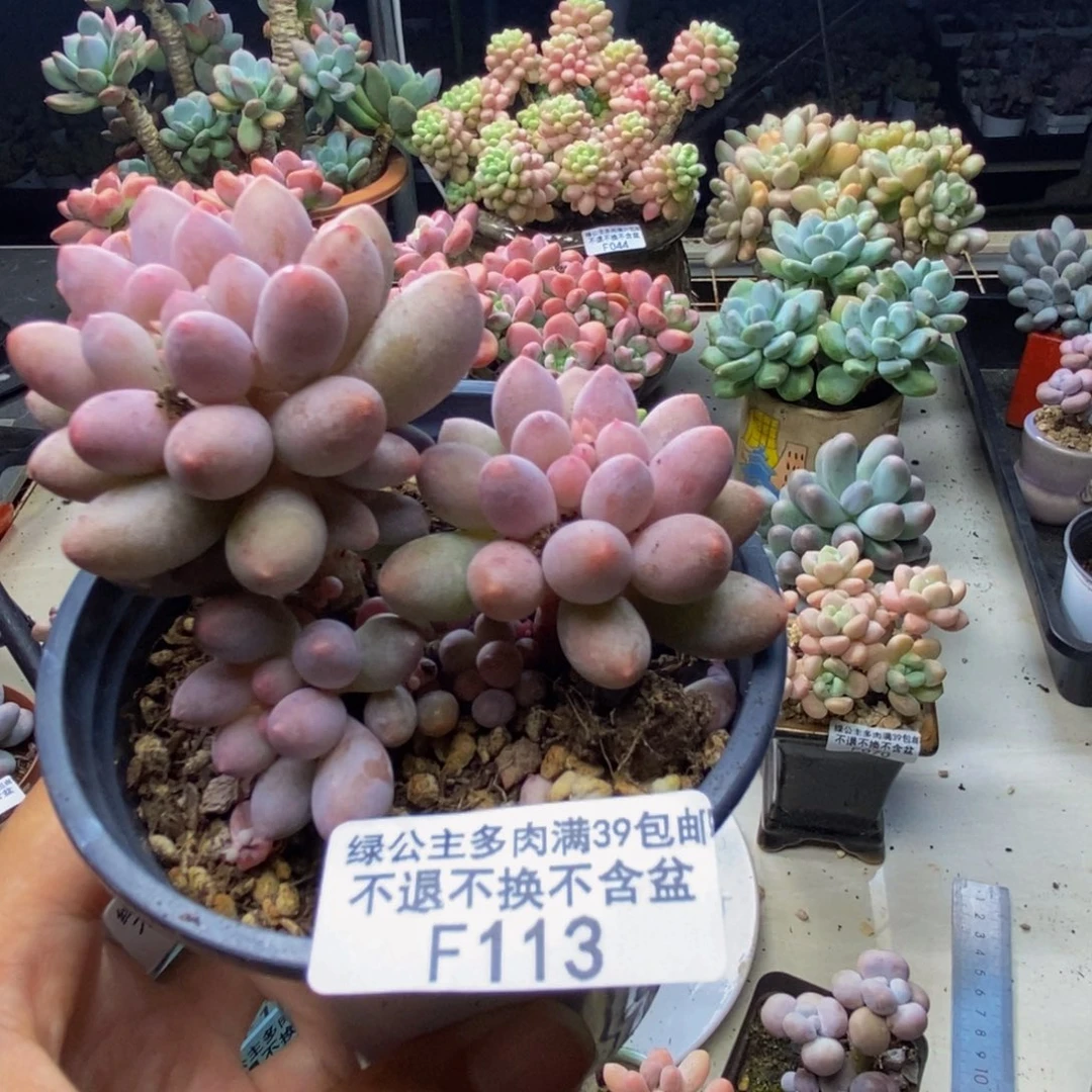 133香水手指奶多肉7cm