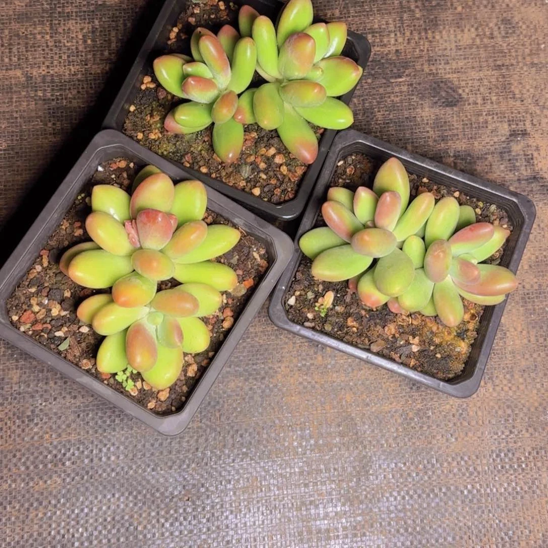 芒果奶福利1111111111111111