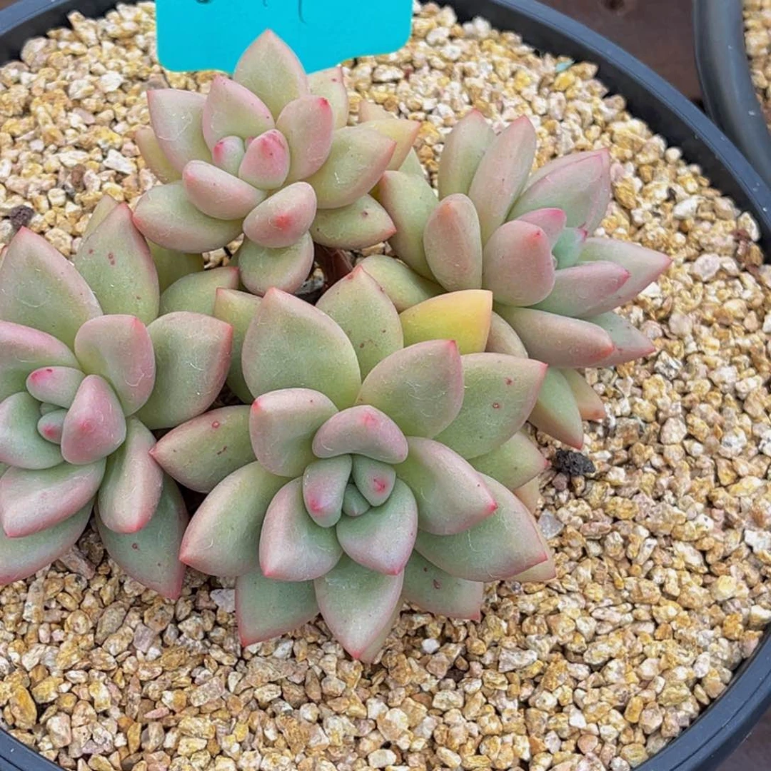 0049号上午多肉植物群生多肉植物