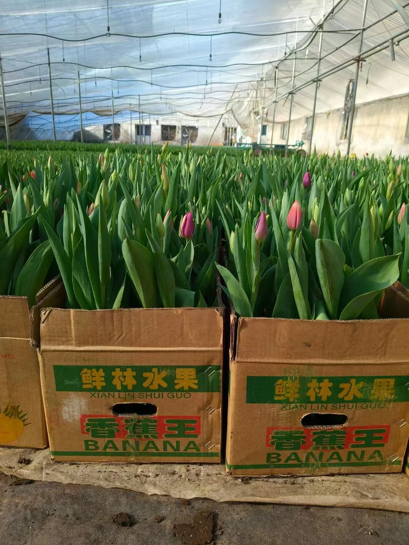 郁金香花苗室内盆栽水培耐寒花卉带花苞年宵花