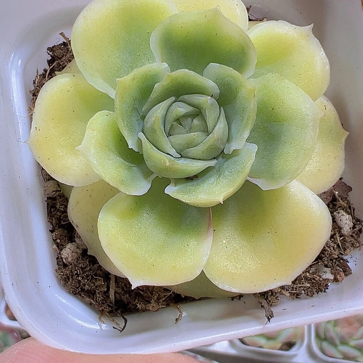 虾饺19包邮多肉植物