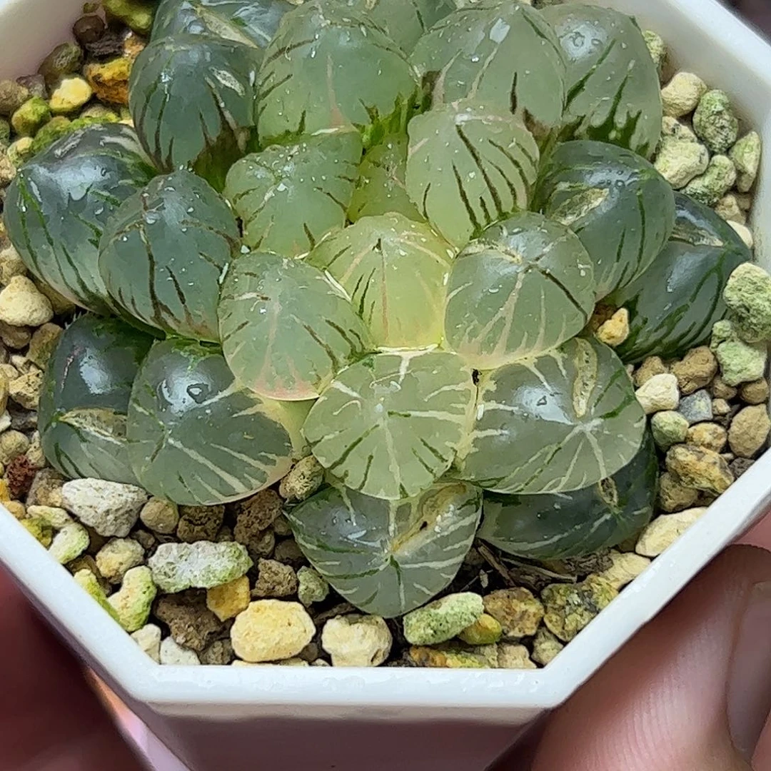 Om锦十二卷多肉植物