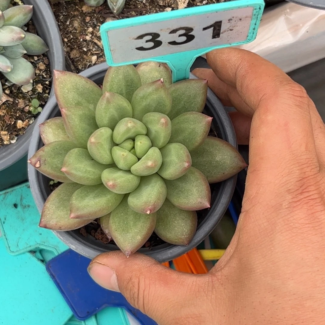 多肉植物米其林331