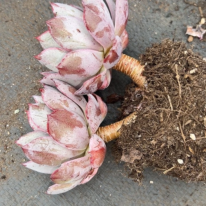 无花朵赫拉女王。