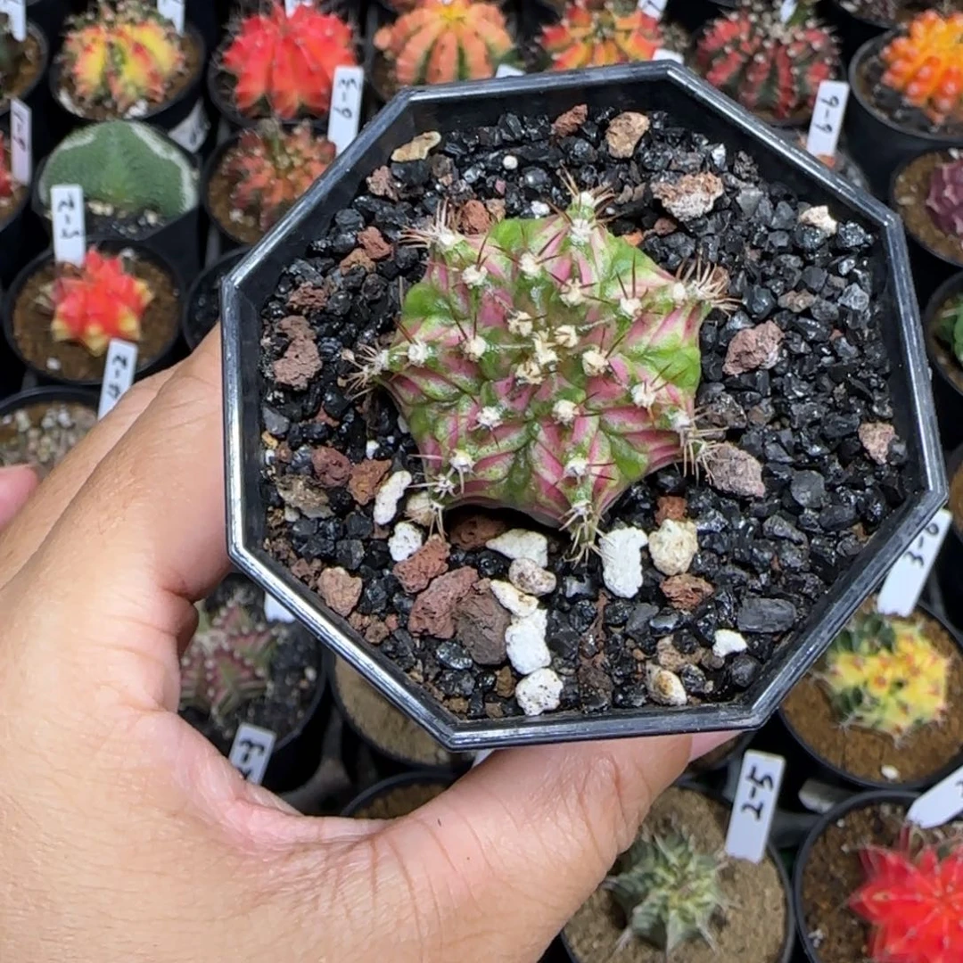 A***e粉钻海神111111111