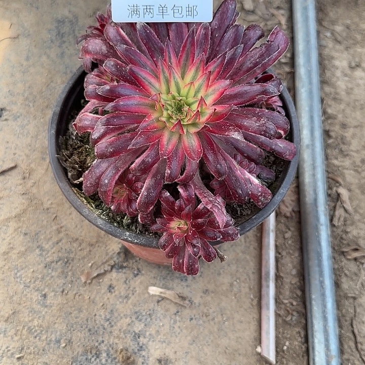 6973朱雀多肉植物