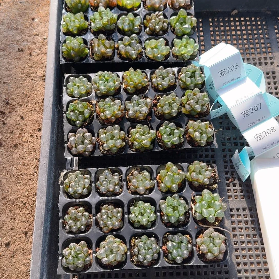 105孔玉露15颗量拍