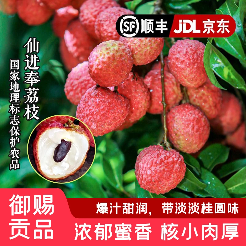 【仙进奉】增城原产地老树荔枝 5斤装｜胭脂红皮 硬壳爆汁 核小肉厚 坏果包退荔枝同城送