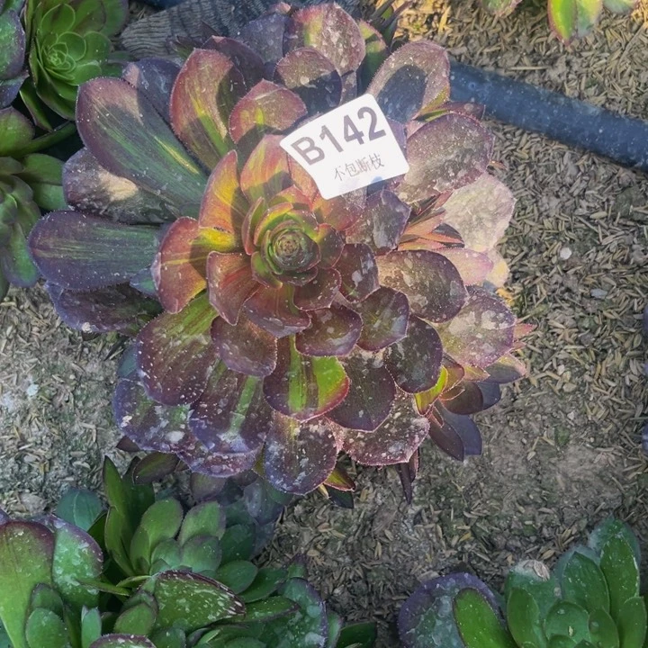 142花月夜多肉法师不包断枝