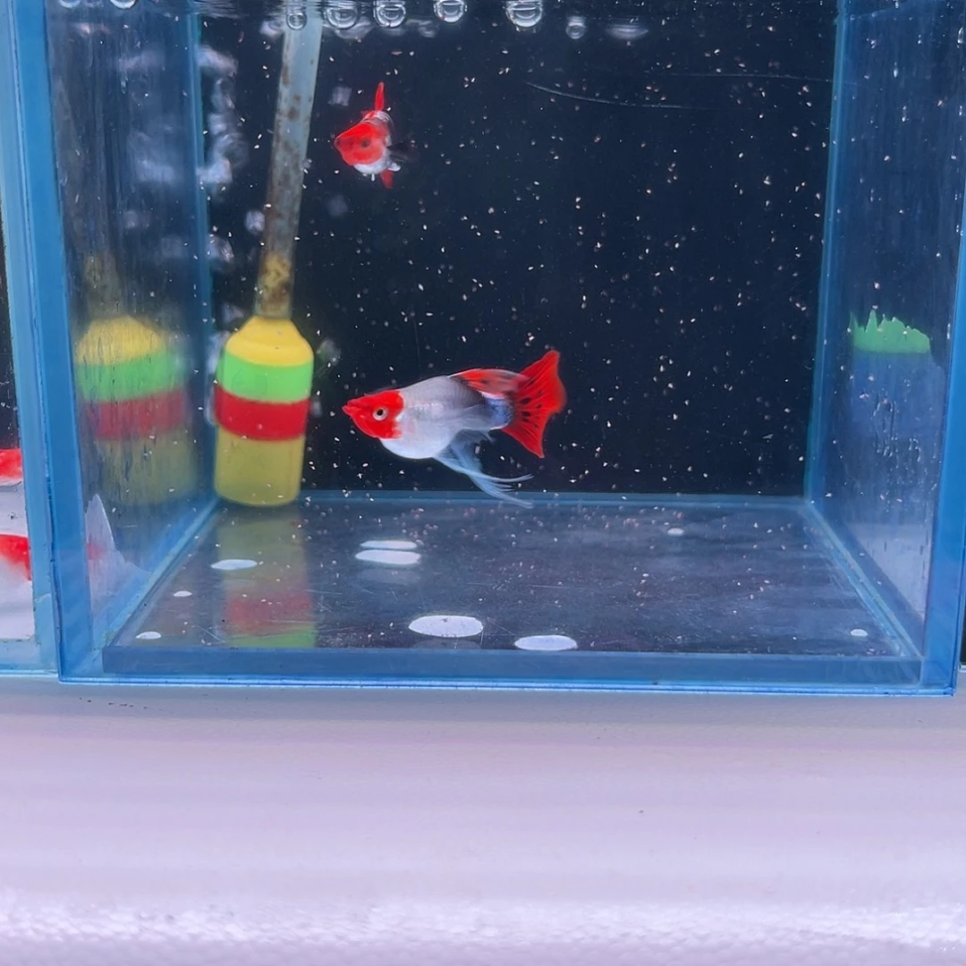 孔雀鱼深海蓝缎带3对