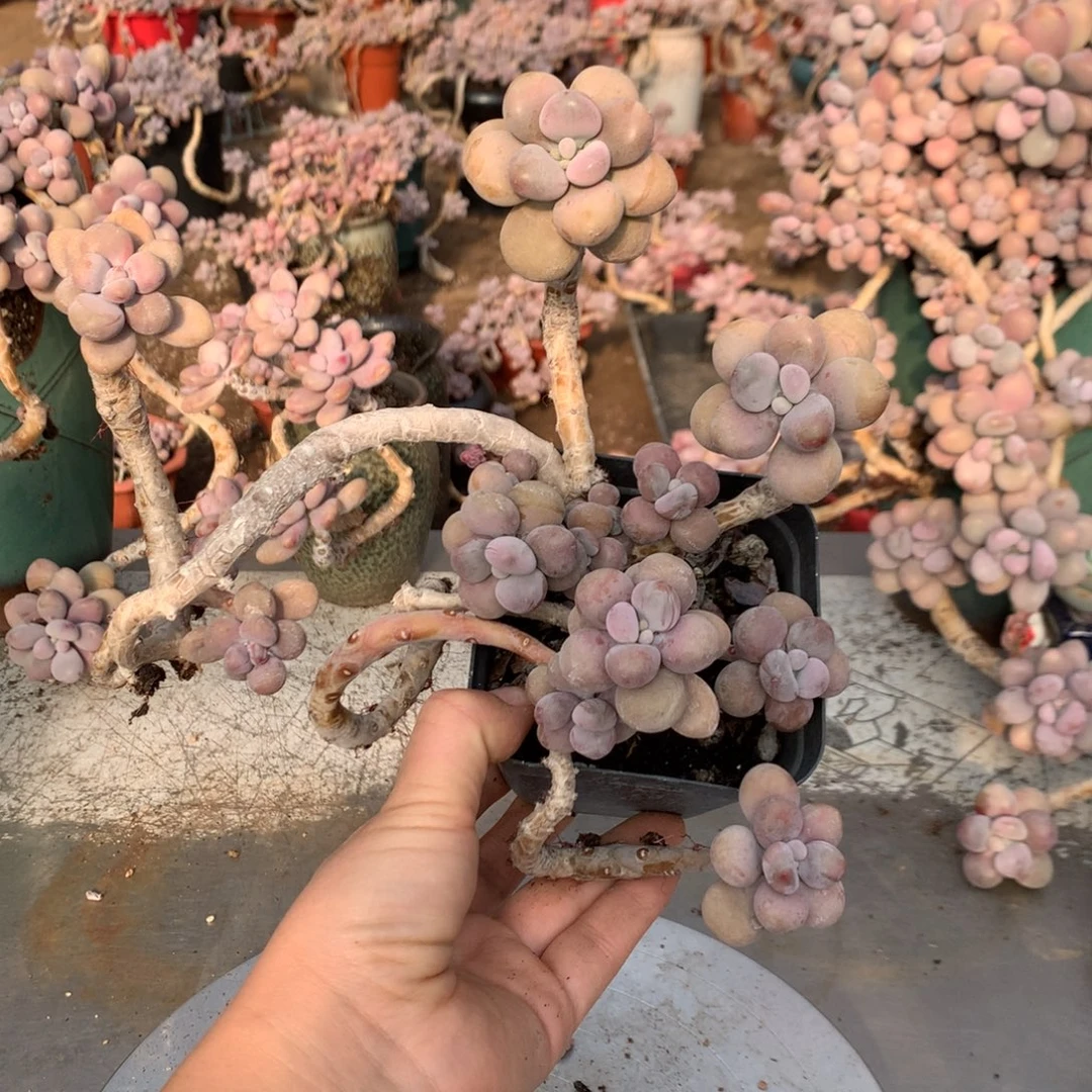 桃蛋老桩不带盆34号