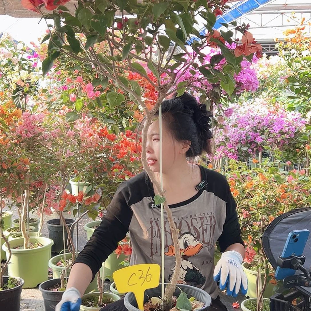 ****-大部分花苞少量开放C36不甜西瓜