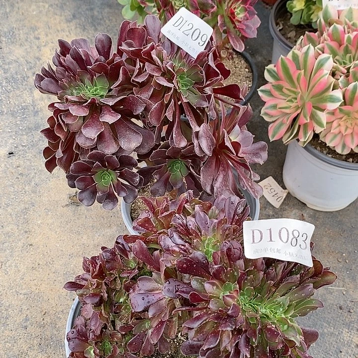 1083、1209欧紫多肉缀化2颗无售后