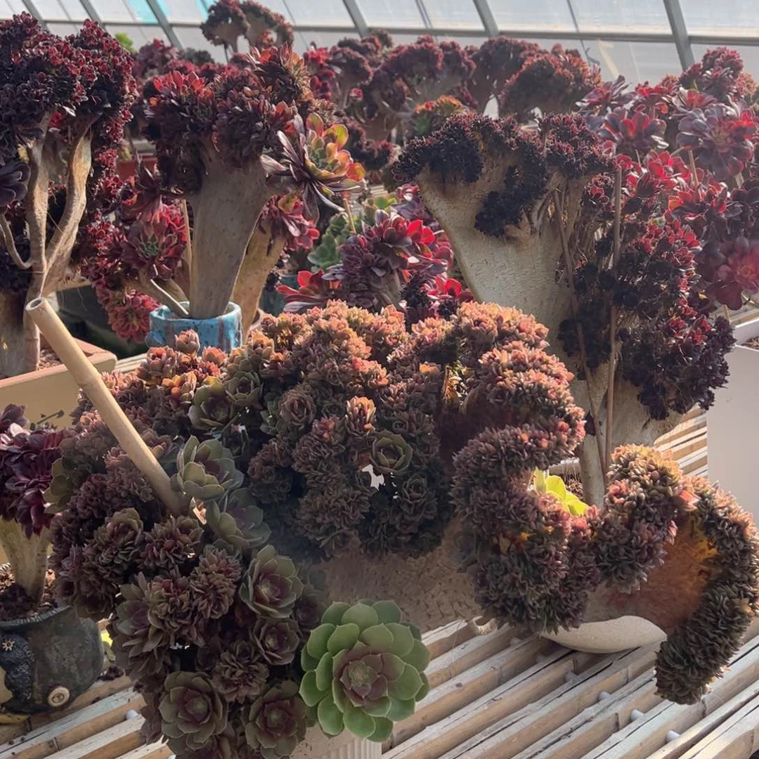 万圣节微瑕福利活动