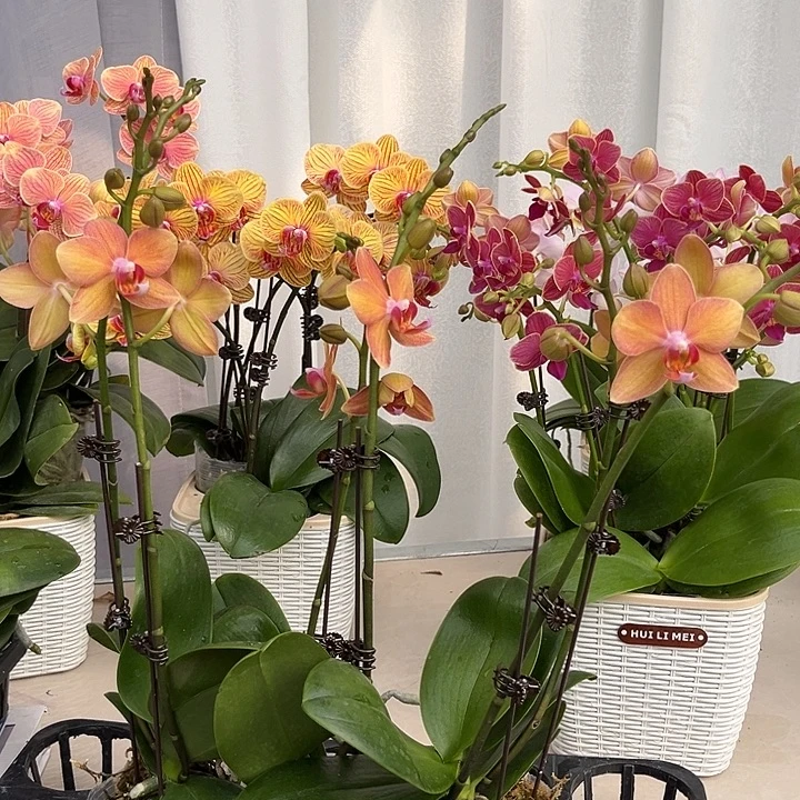 大部分花苞少量开放锦鲤