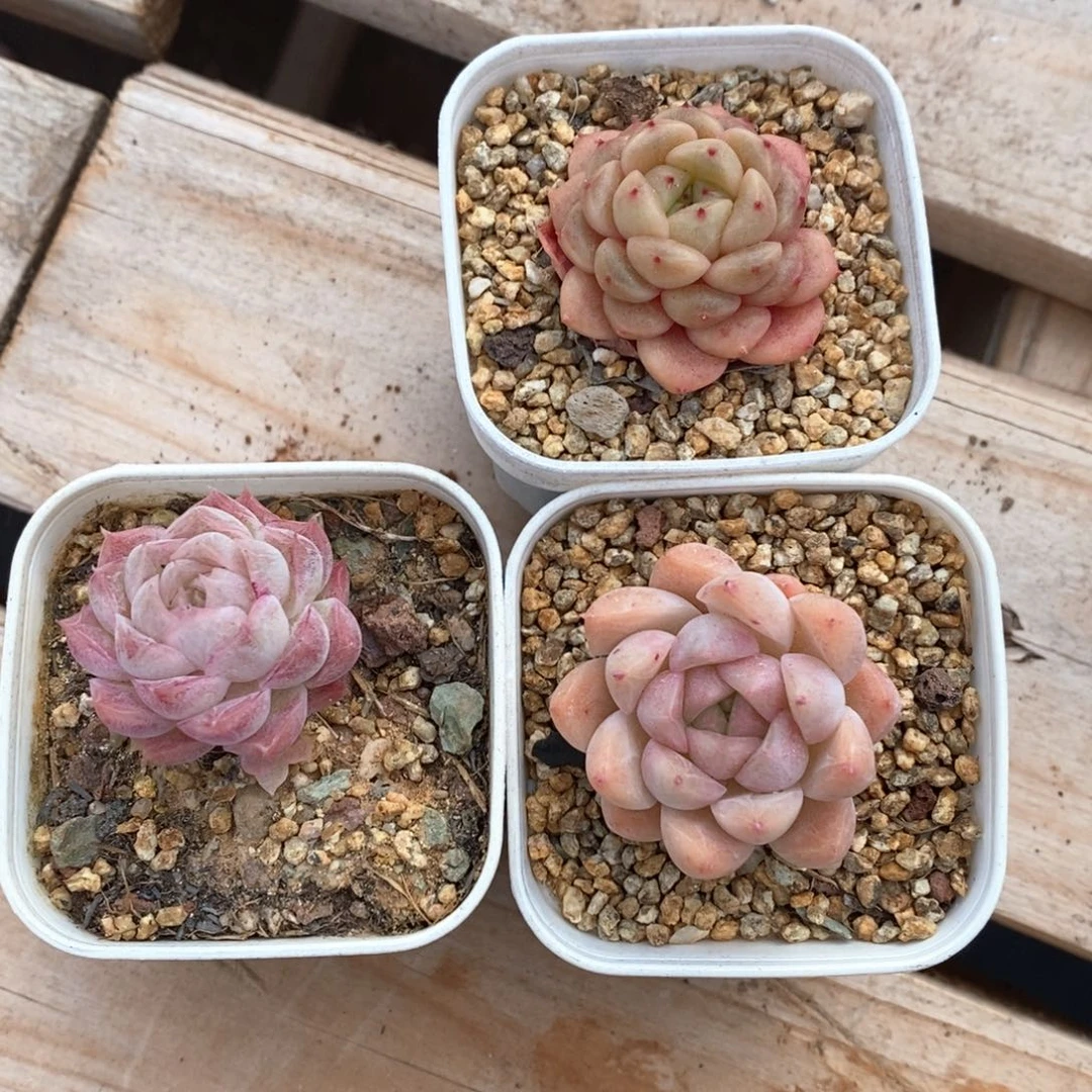 精品多肉一物一拍190