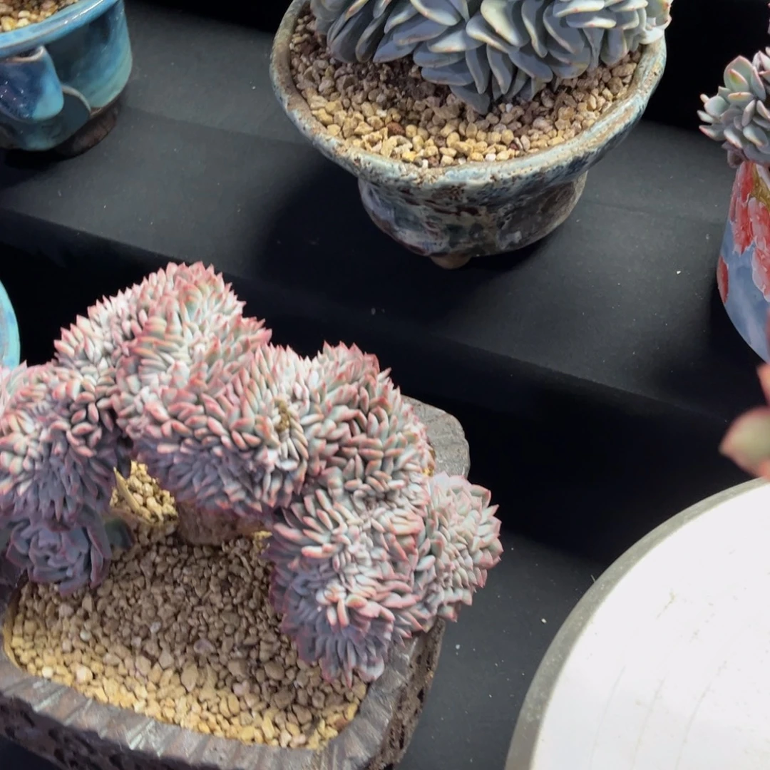 奈***波奈斯姐姐的奶茶天线