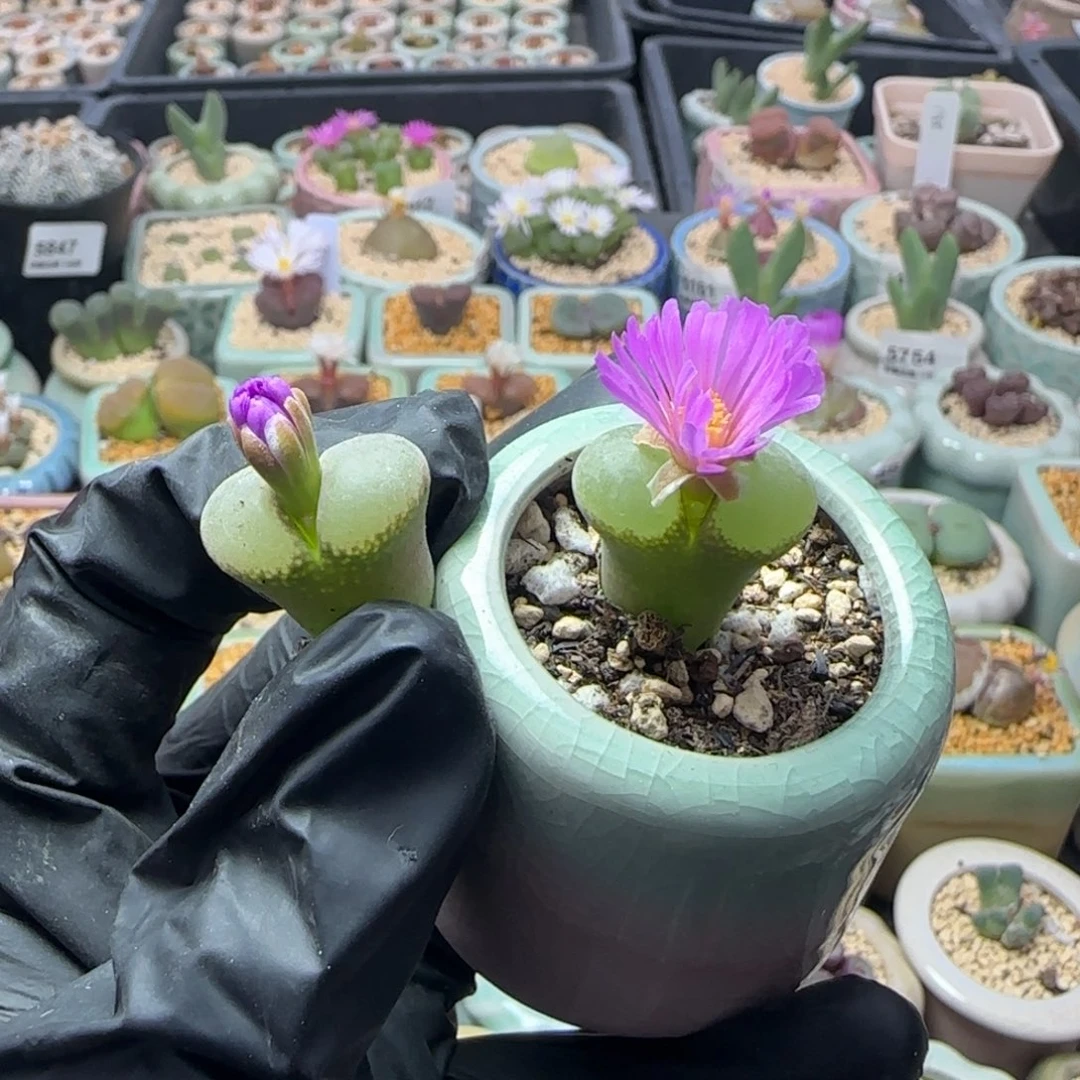 ·***.6089-一物一拍 2颗