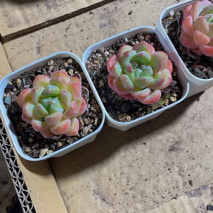 果冻橙6.8带哦土发