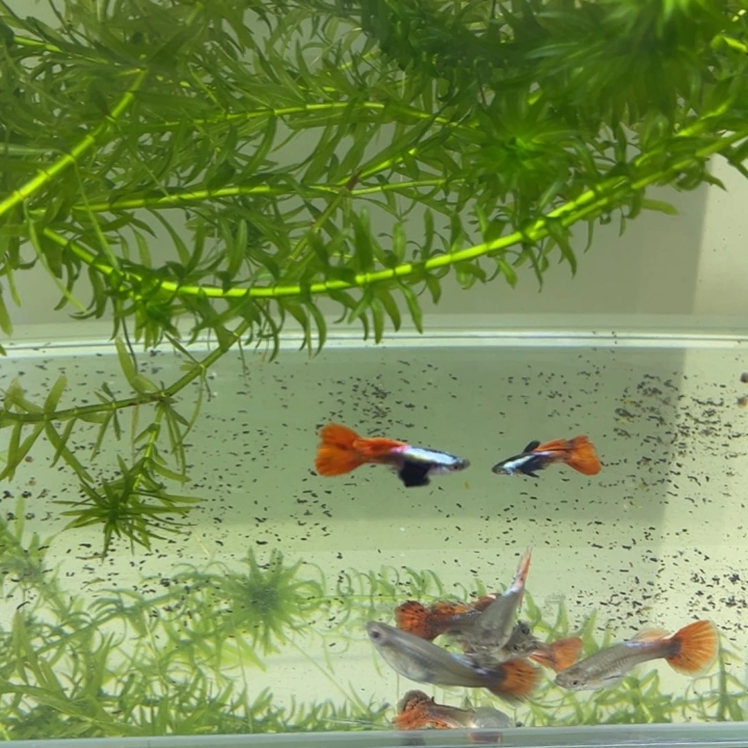 孔雀鱼白金象尔3公3母