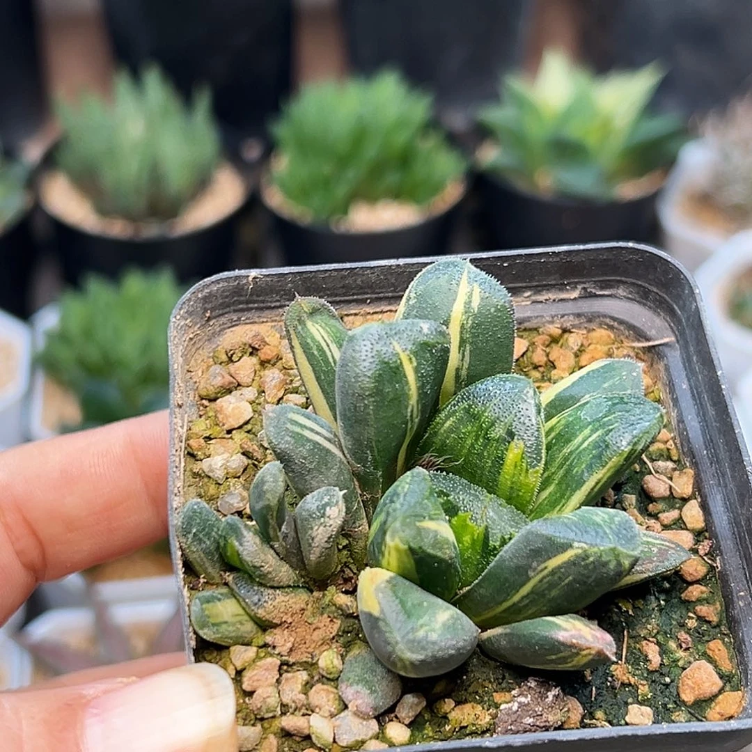 玉万拉丝锦