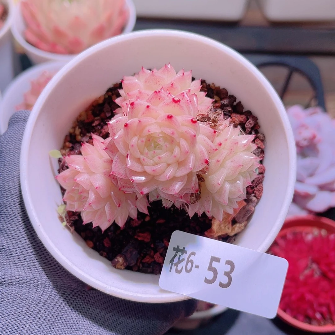 花06-53麦秆群生