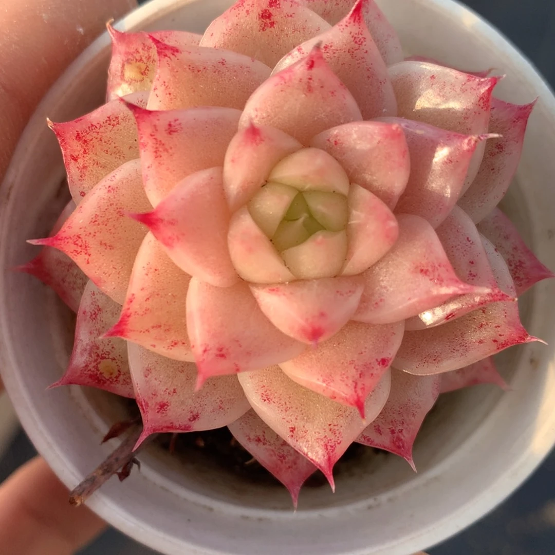 0207-09 麦杆优选