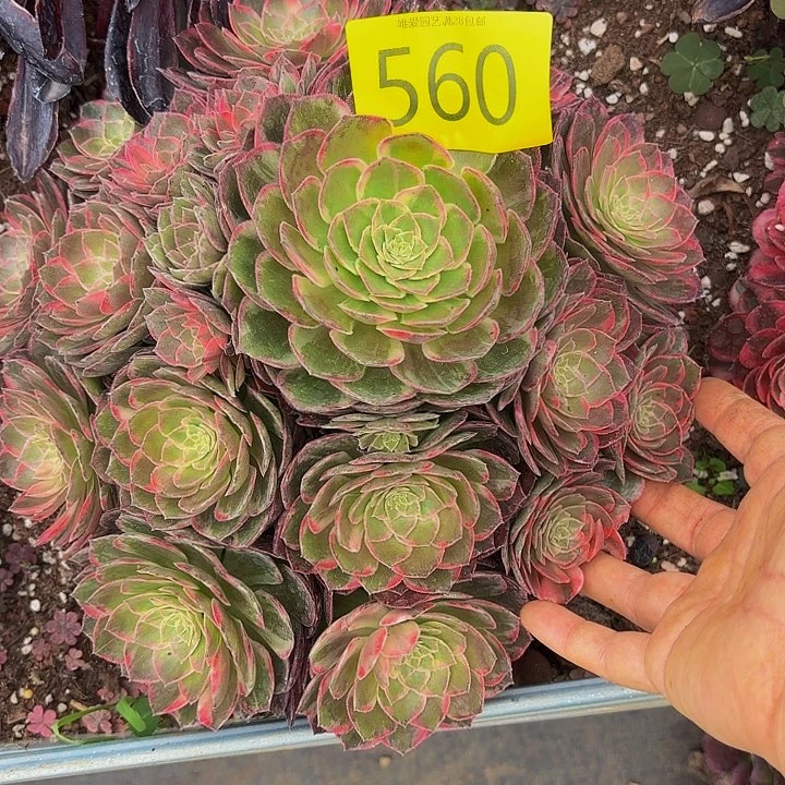 多肉植物福利来560