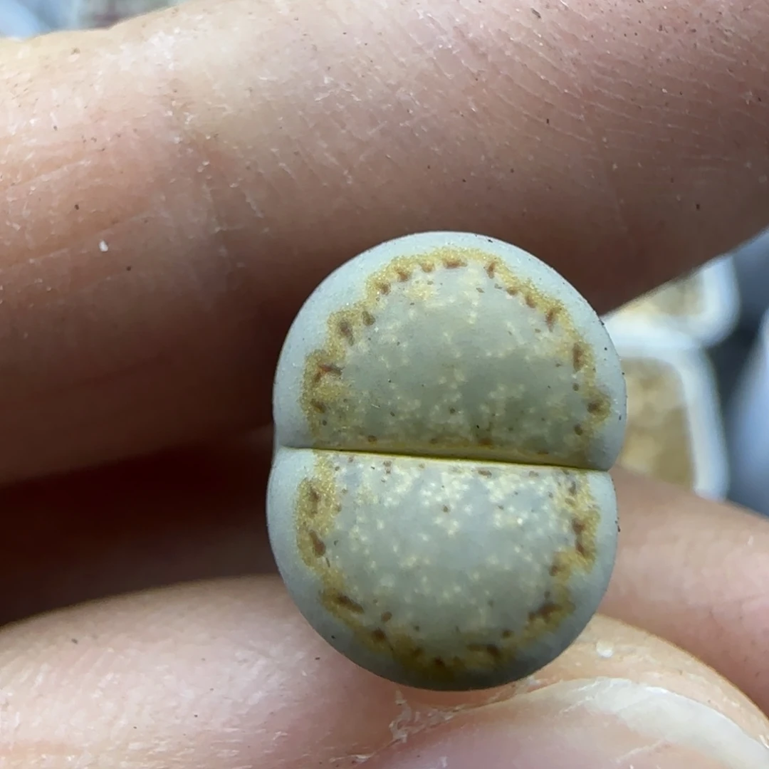 636 饼干清框福利30包邮