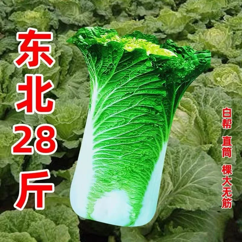 【全店满8包包邮】东北黄心28斤大白菜种子
