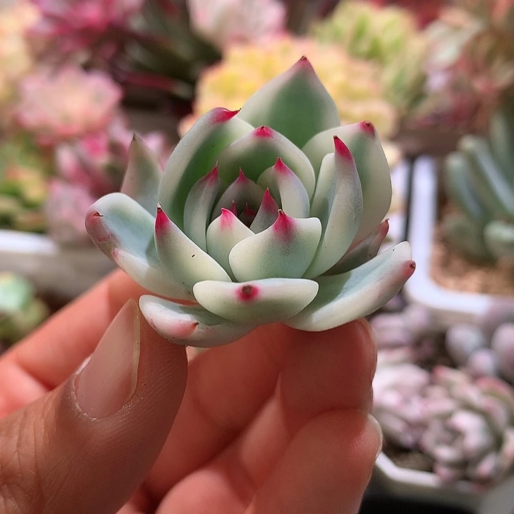 吉娃娃锦腹轮锦锦