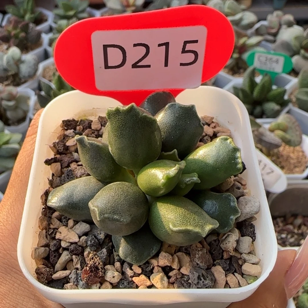 紫海豹。   215。