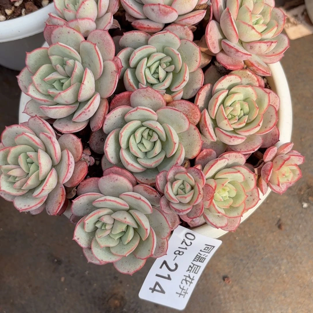 同温层多肉214凌波仙子