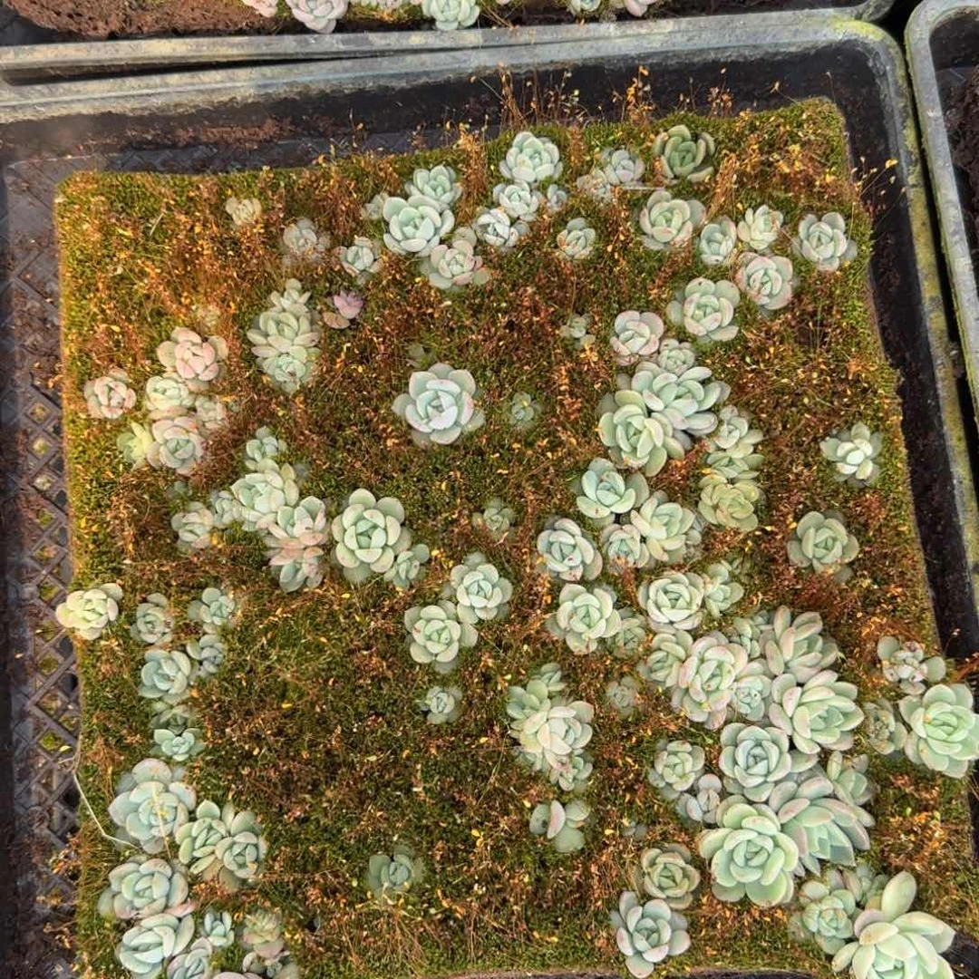 珍妮切糕14-87一物一拍