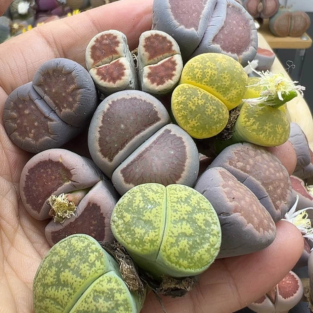 1461 部分有伤长腿清货不售后