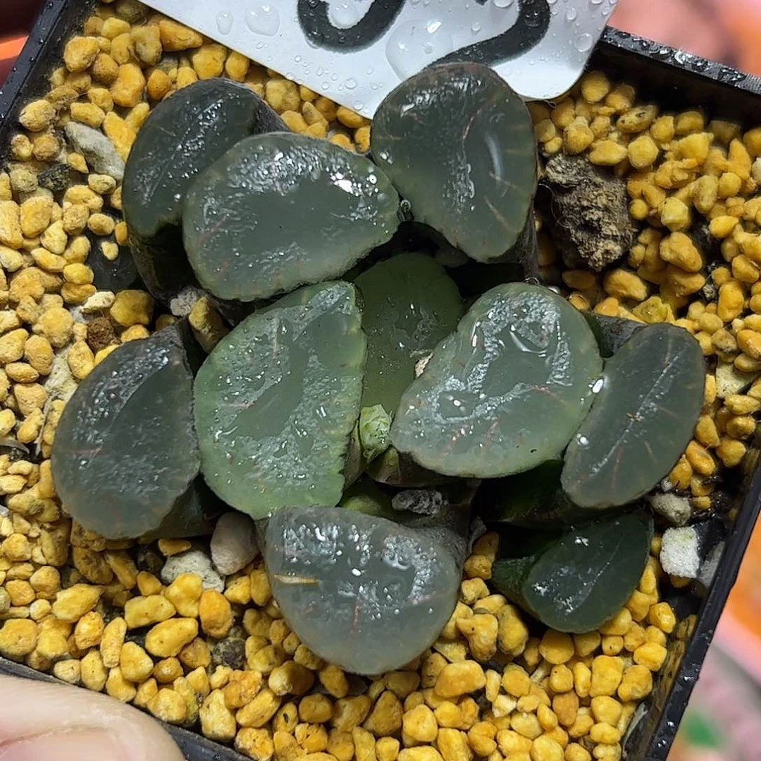 红月亮巨大化十二卷多肉植物