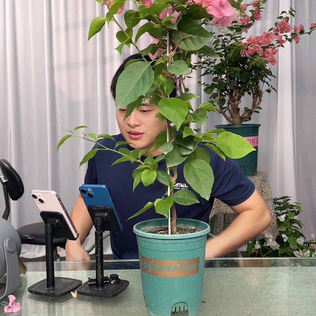 大部分开放少量花苞波妹带竹一棵