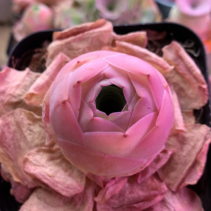 【闪购商品】水蜜桃188