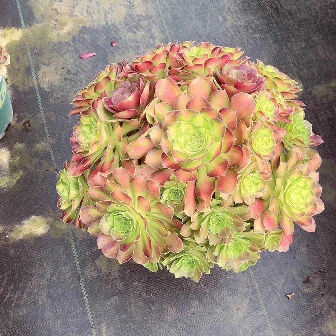 法师多肉漂亮漂亮