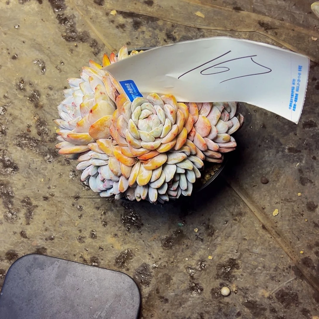 小***～167号一物一拍脱土包邮