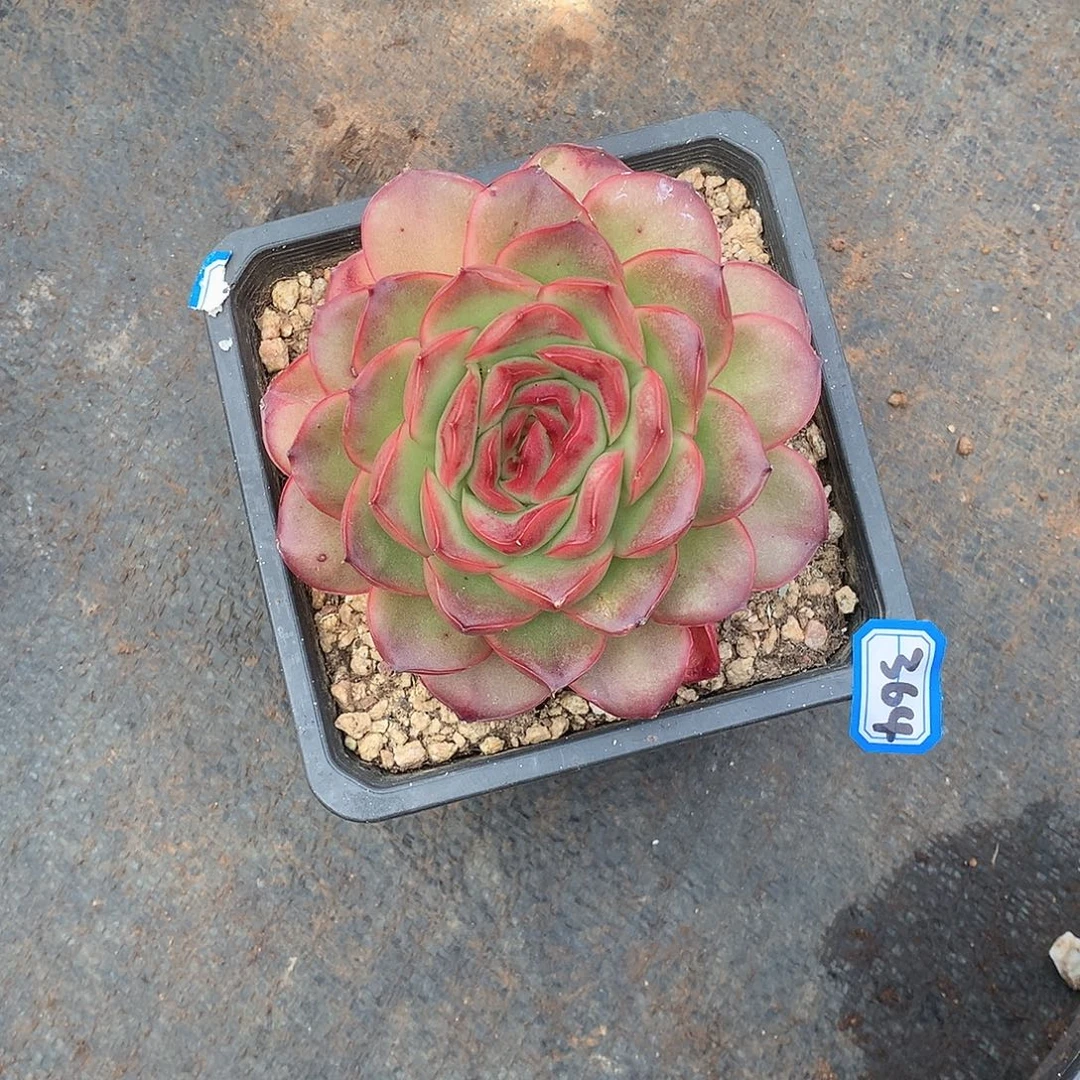 364冬云 一物一拍多肉